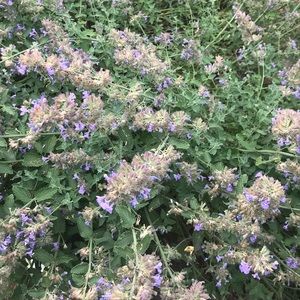 Meet your Posher, Ingrid